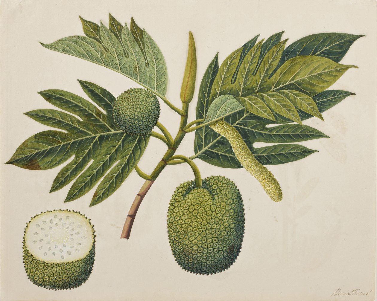 Ekmek meyvesi çiçeği, yaprakları ve meyvesi, c.1820 (kağıt üzerinde opak wc) by Indian School