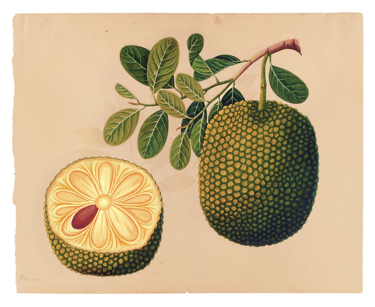 Durian Fruit and Foliage, c.1815 (kağıt üzerinde opak wc) by Indian School