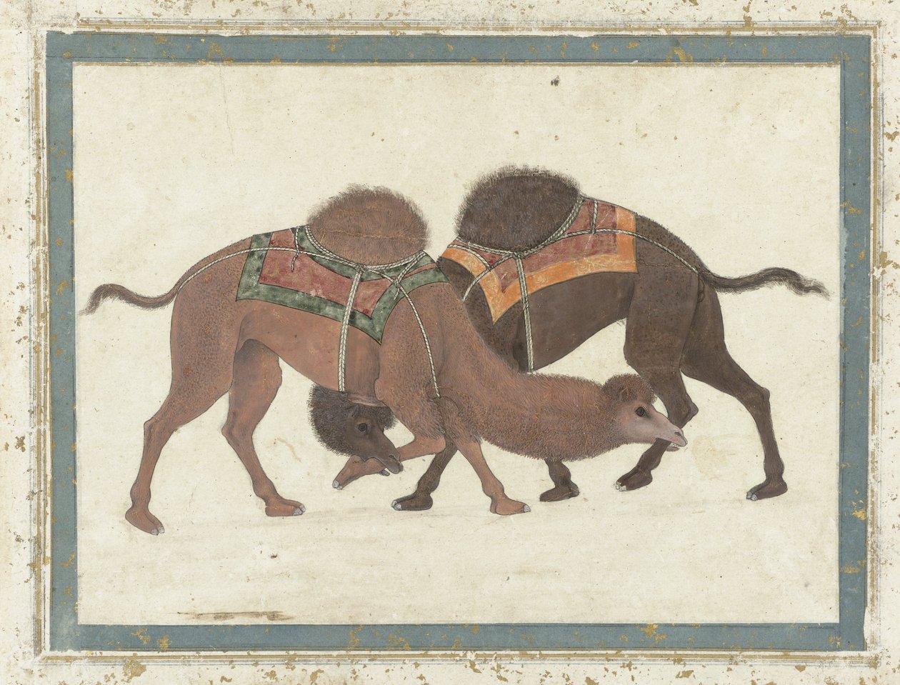 Dövüşen develer, c.1680-1700 by Indian School