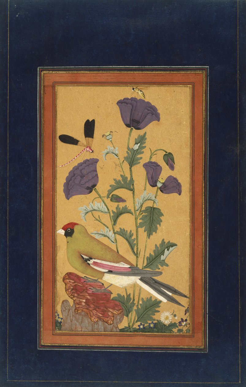 Finch, Poppies, Dragonfly ve Bee, 1650-70 (kağıt üzerinde opak wc ve altın) by Indian School