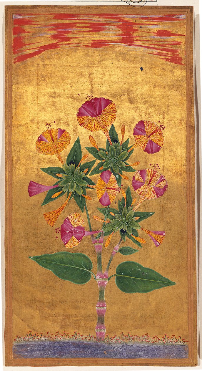 Four OClock veya The Marvel of Peru (Mirabilis Jalapa), Babür dönemi, c.1640 (kağıt üzerinde opak suluboya ve altın) by Indian School