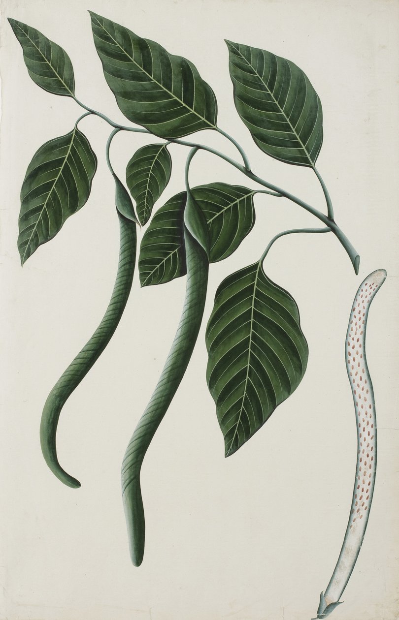 Bignoniaceae