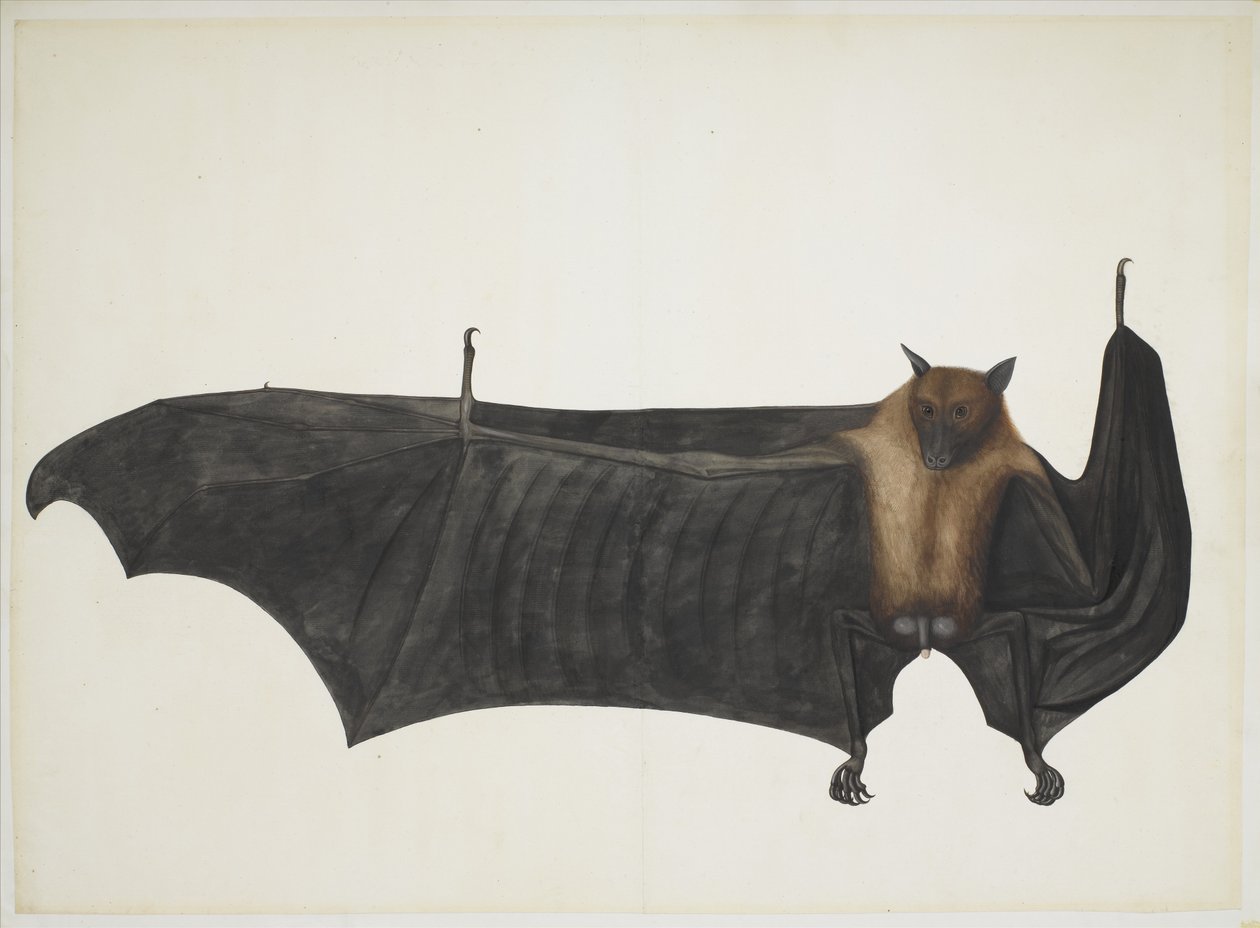 Great Indian Fruit Bat, c.1777-82 (kağıt üzerine kurşun kalem, mürekkep ve sulu boya) by Indian School