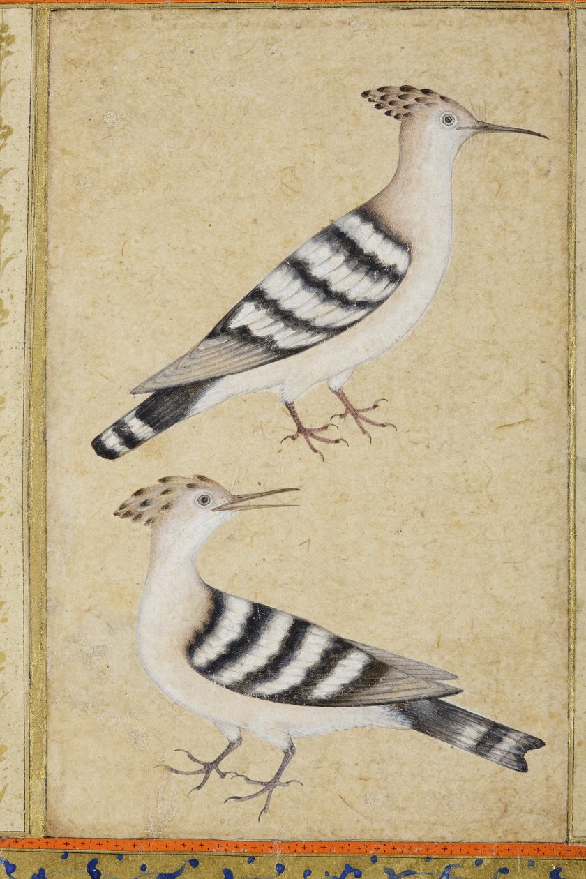 Hoopoes, c.1590 (kağıt üzerinde opak wc ve altın) by Indian School
