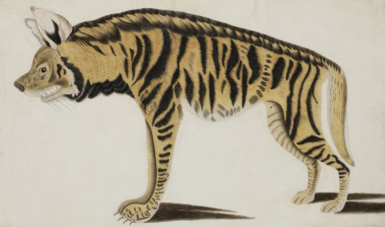 Sırtlan, 1794