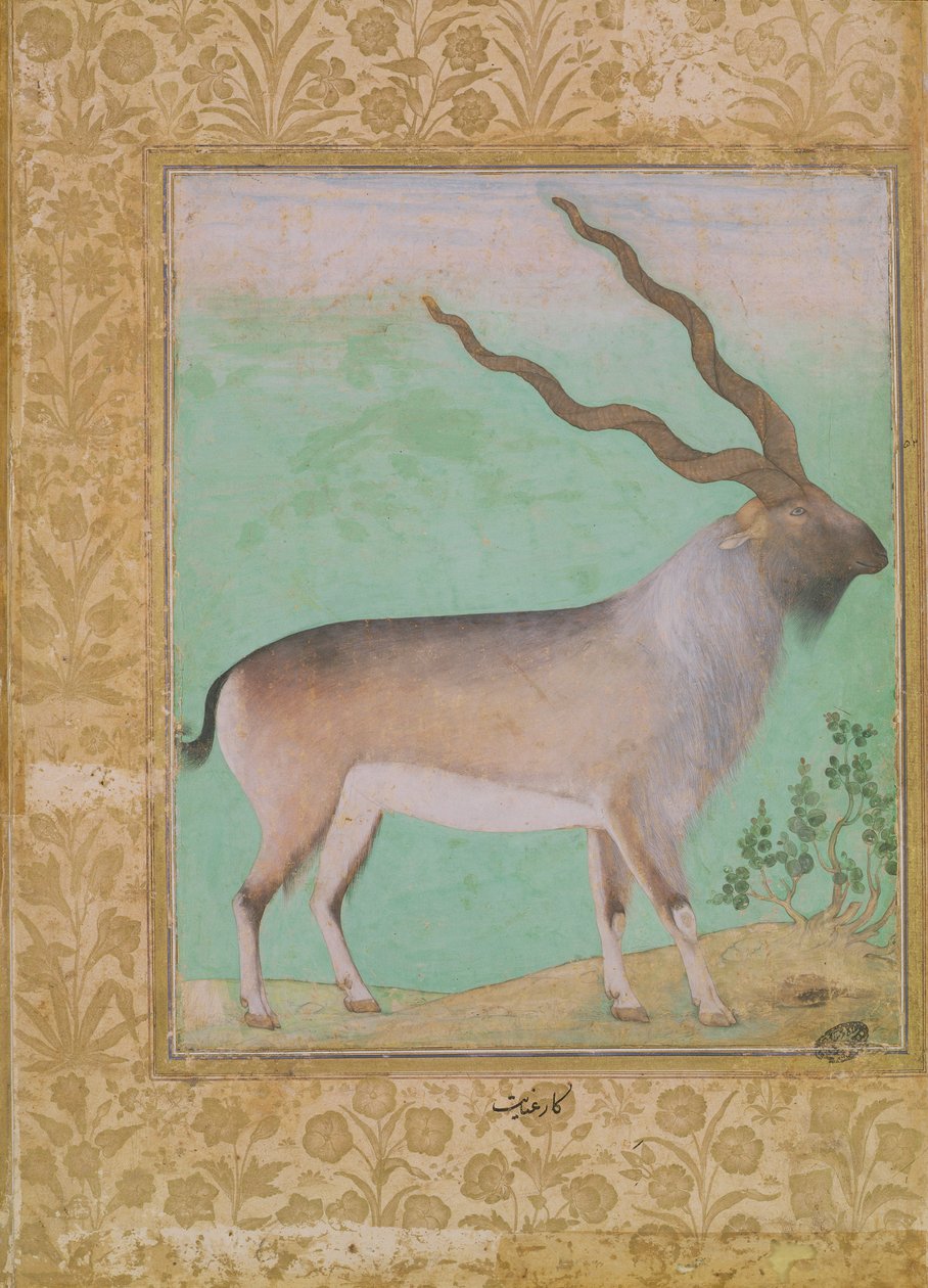 dağ keçisi, Babür by Indian School