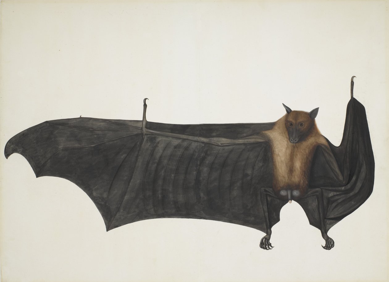 Hint Uçan Tilki, Büyük Hint Meyve Yarasası, Pteropus Giganteus, c1800 olarak da bilinir. by Indian School