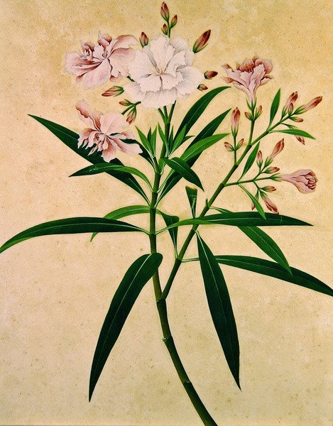 Zakkum, c.1840 (guaş) by Indian School