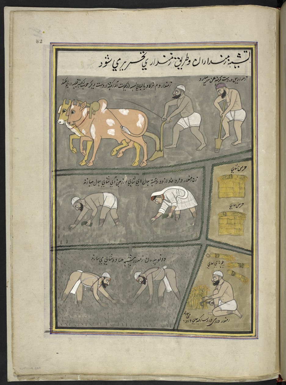 çiftçilik; kazma; çeltik nakli; hasat,  Keşmir