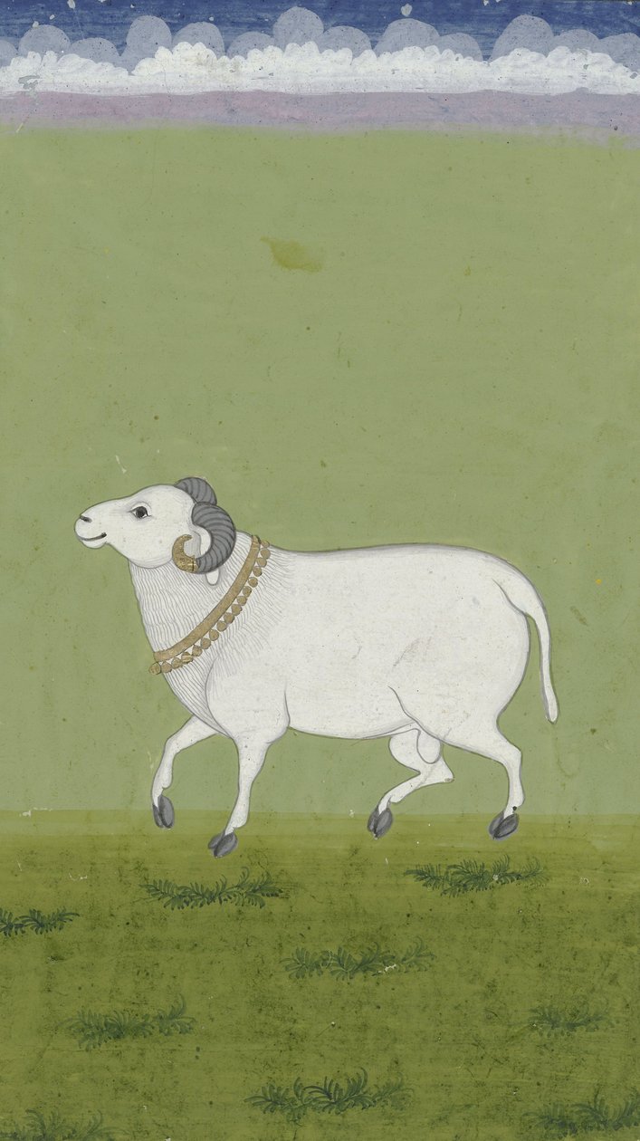Altın yakalı koç, 1700-1799 by Indian School