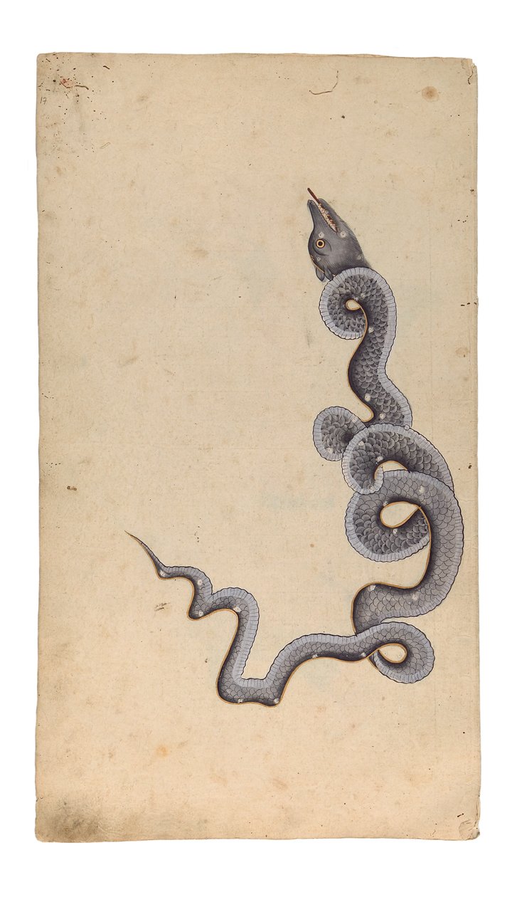 Ejderha Takımyıldızı: al-Tinnin, 1740 (kağıt üzerinde opak wc, mürekkep ve altın) by Indian School