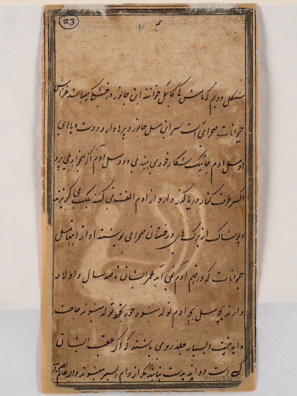 Kadın başlı efsanevi tavus kuşunun arka yüzü, 1750 civarı (kağıt üzerine kalem ve mürekkep) by Indian School
