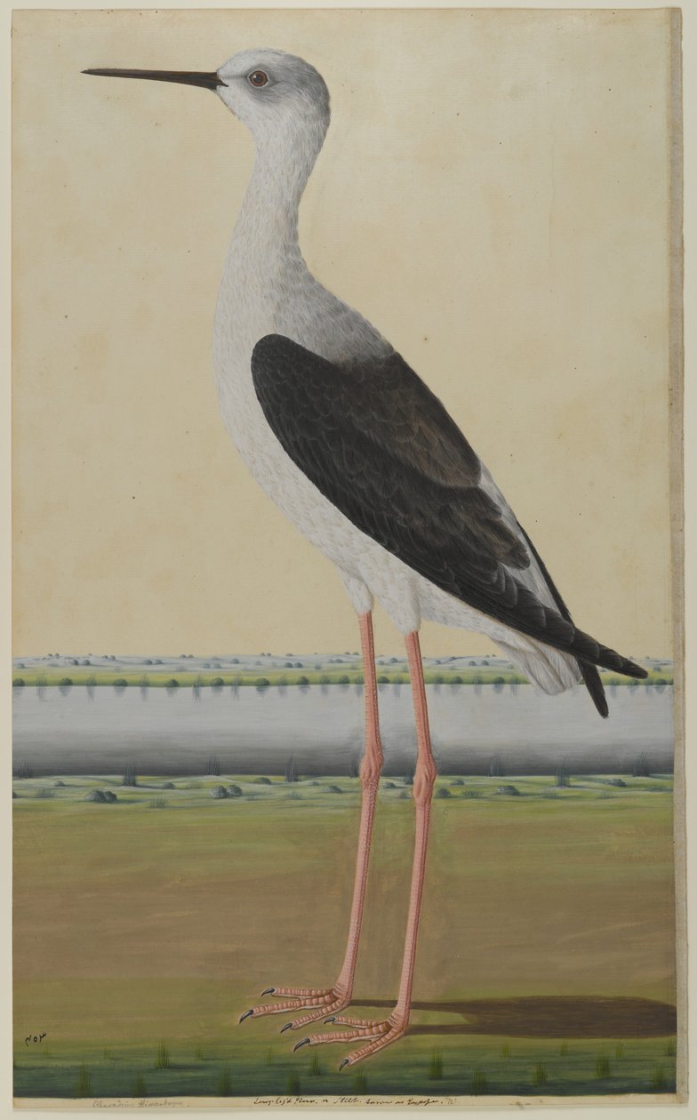 Bir manzarada su kuşu, c.1780 (kağıt üzerinde opak suluboya) by Indian School