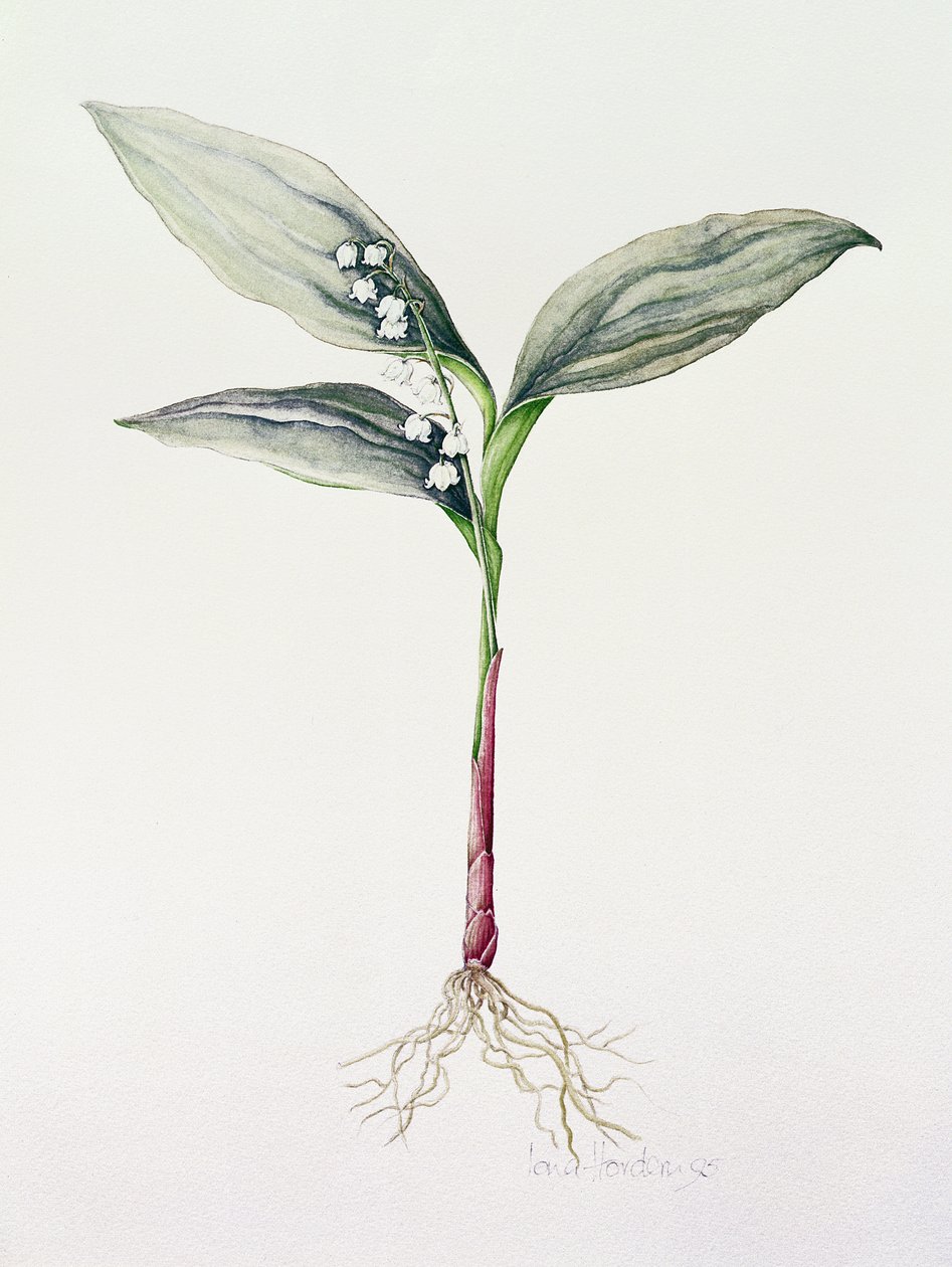Vadideki Zambak, 1995 (wc) by Iona Hordern