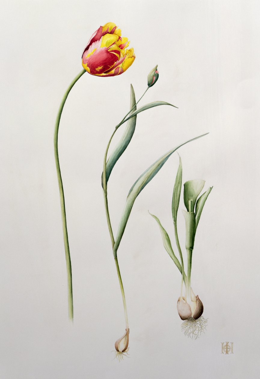 Papağan Lale, 1995 (wc) by Iona Hordern