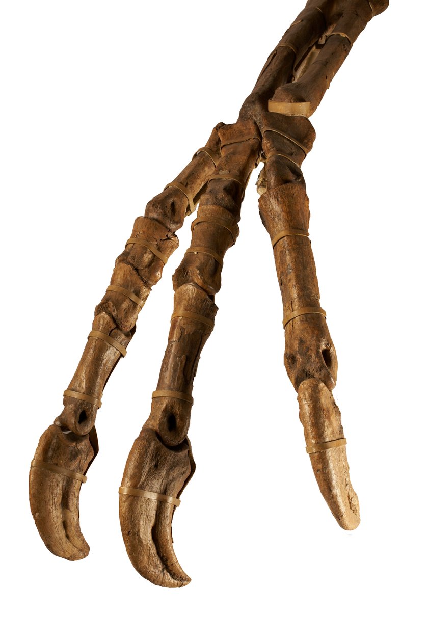 Dev kolları ve pençeleriyle Moğol dinozoru Deinocheirus. by Ira Block