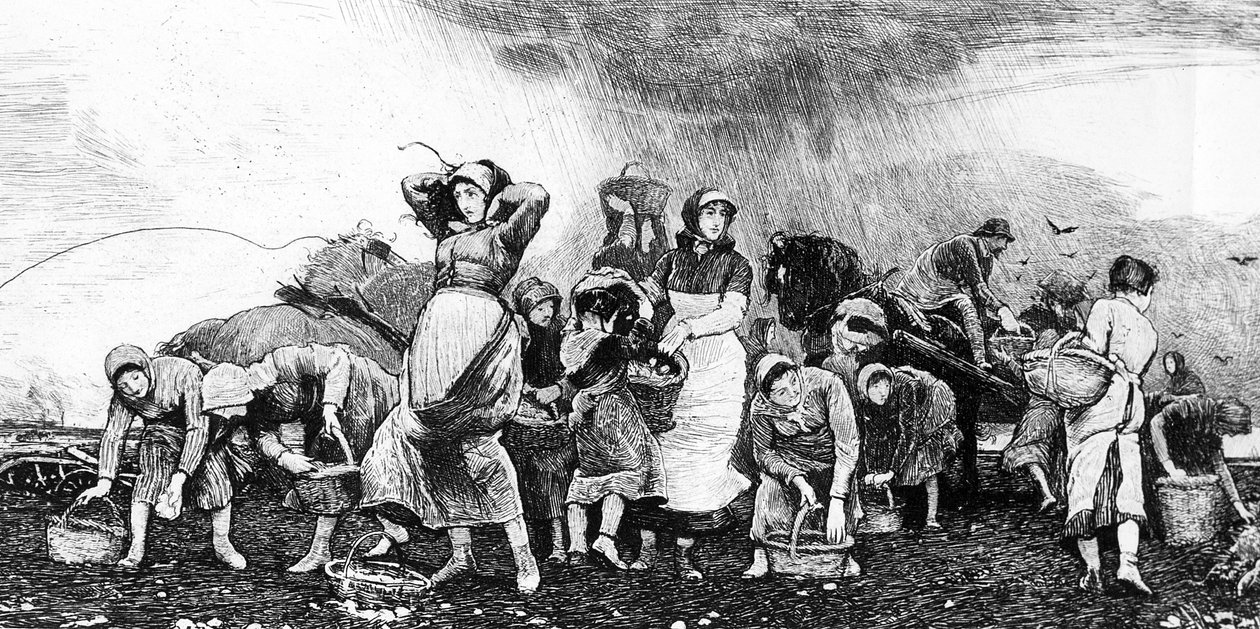 Patates Hasadı, 1870