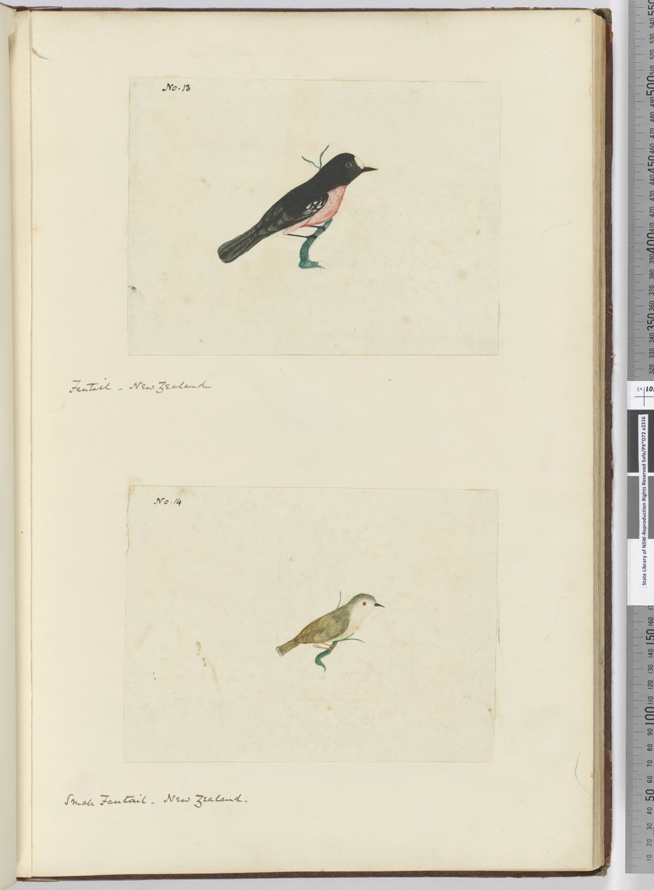 F.13 Fantail. Yeni Zelanda F.14 Küçük kuyruk. Yeni Zelanda, 1772-75 (wc) by Isaac Smith