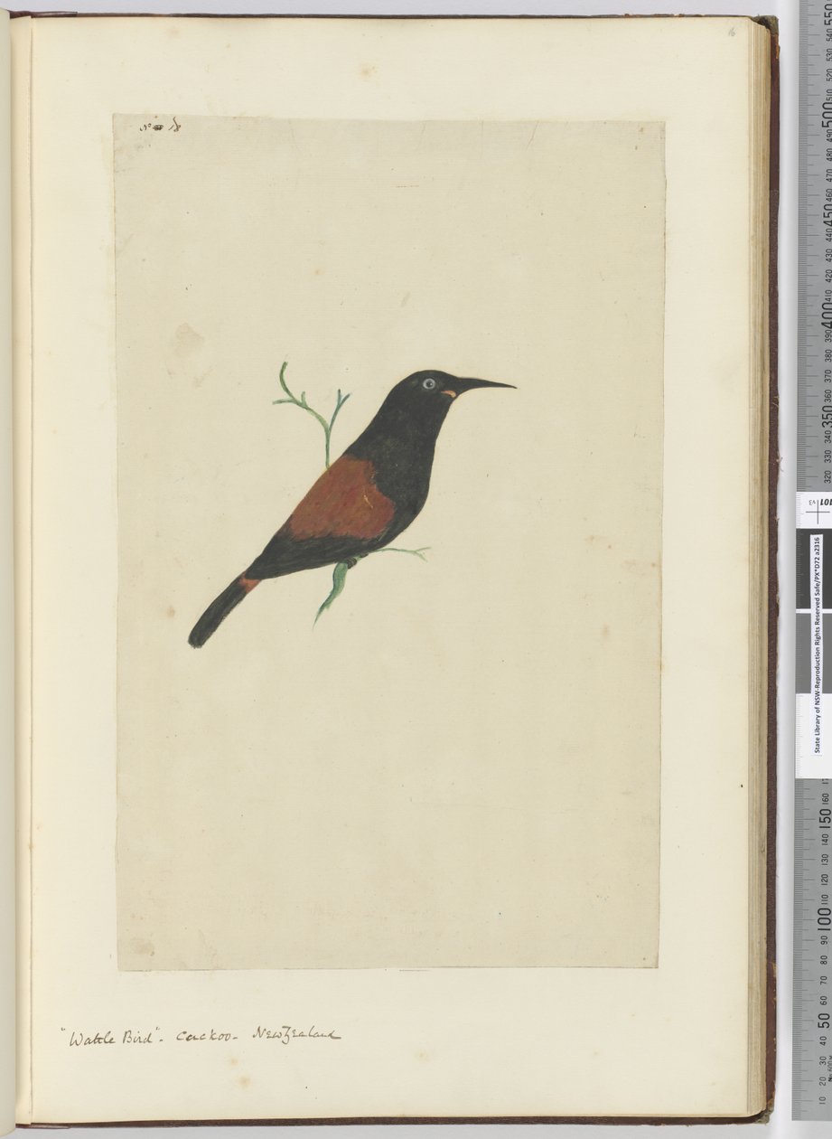 F.18 Wattle kuşu. guguk kuşu Yeni Zelanda, 1772-75 (wc) by Isaac Smith