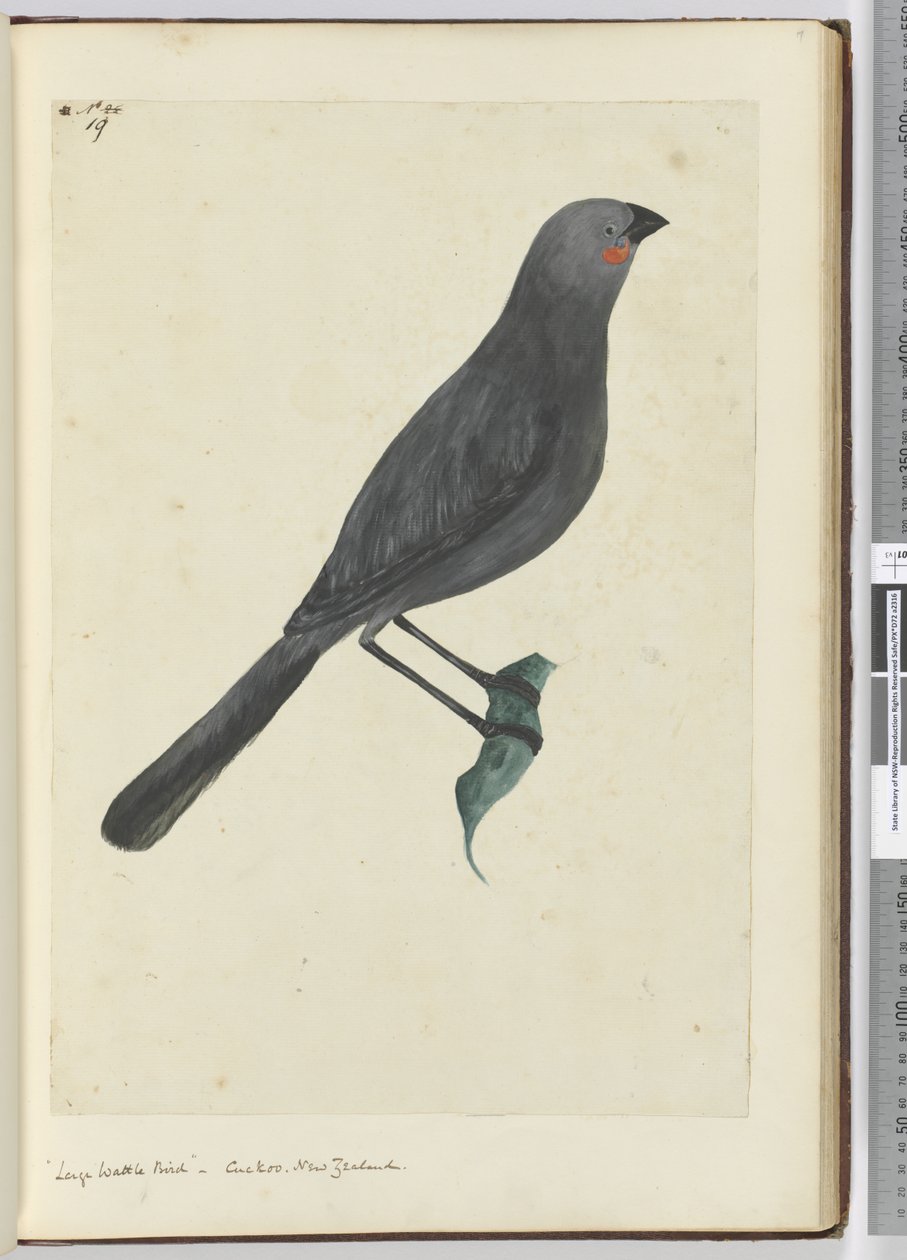F.19 Büyük su kuşu, guguk kuşu. Yeni Zelanda, 1772-75 (wc) by Isaac Smith