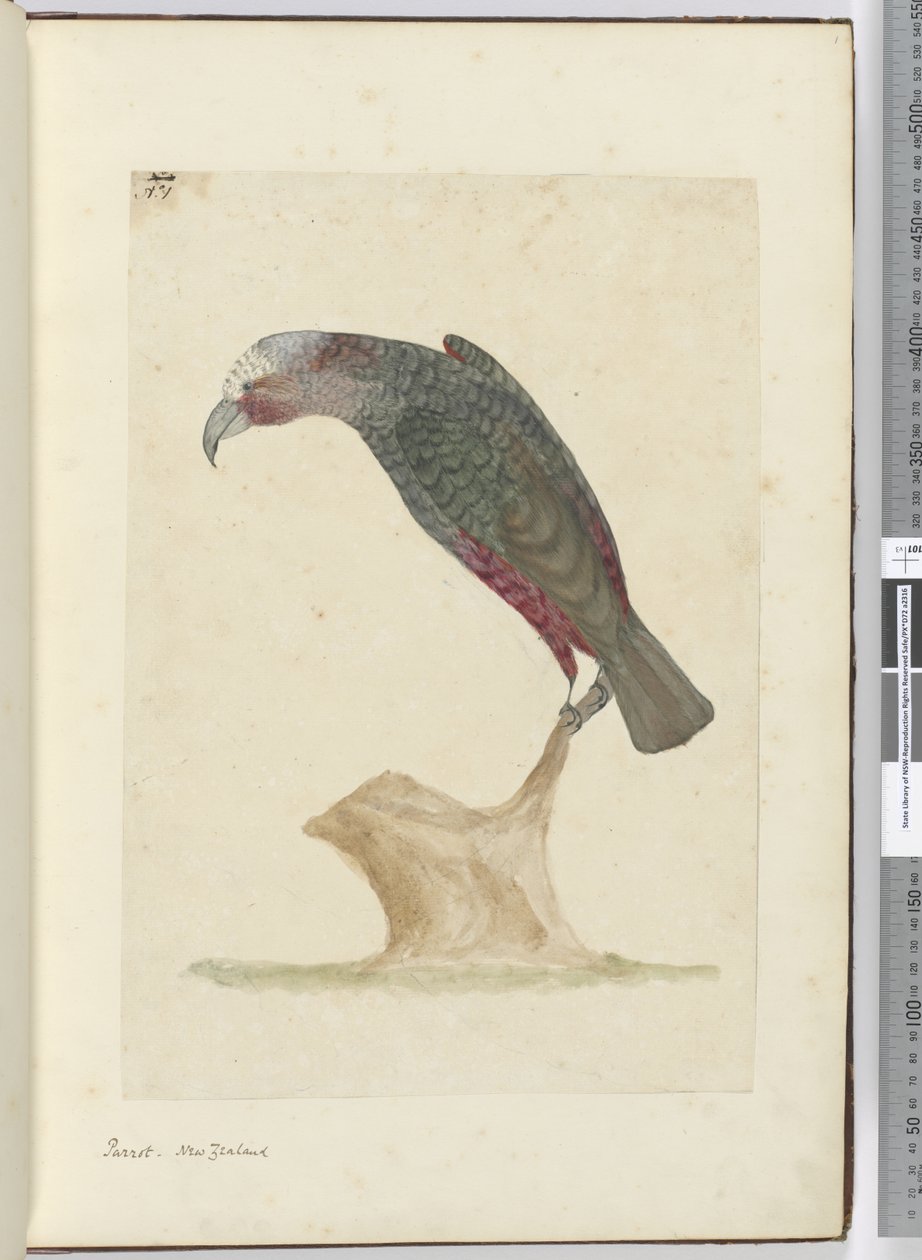 F.1 Papağan, Yeni Zelanda, 1772-75 (wc) by Isaac Smith