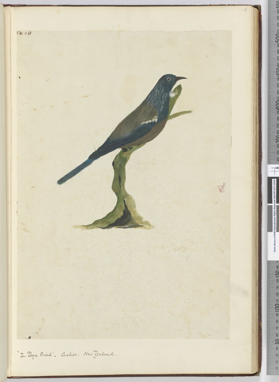 F.20 Poya kuşu, guguk kuşu. Yeni Zelanda, 1772-75 (wc) by Isaac Smith