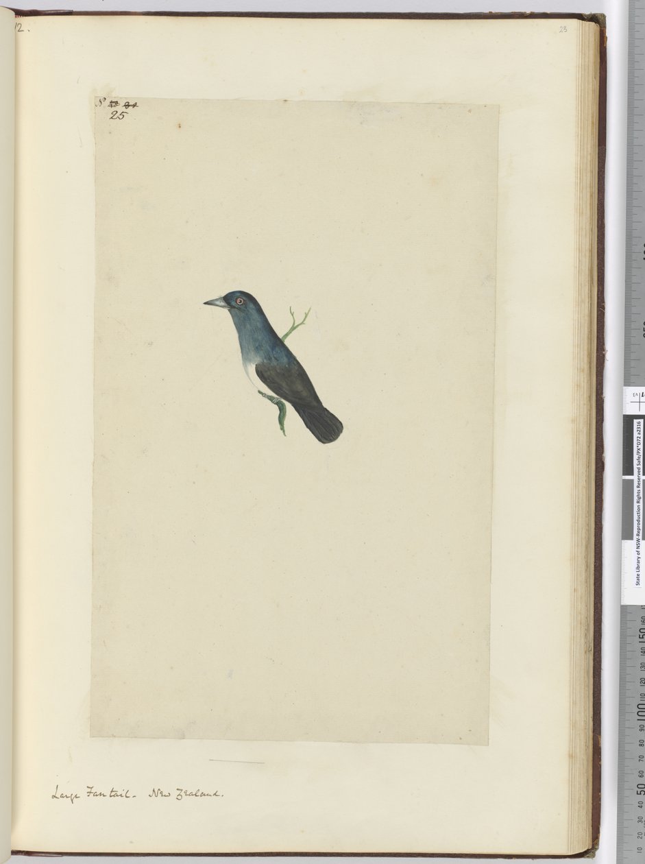 F.25 Büyük kuyruk. Yeni Zelanda, 1772-75 (wc) by Isaac Smith