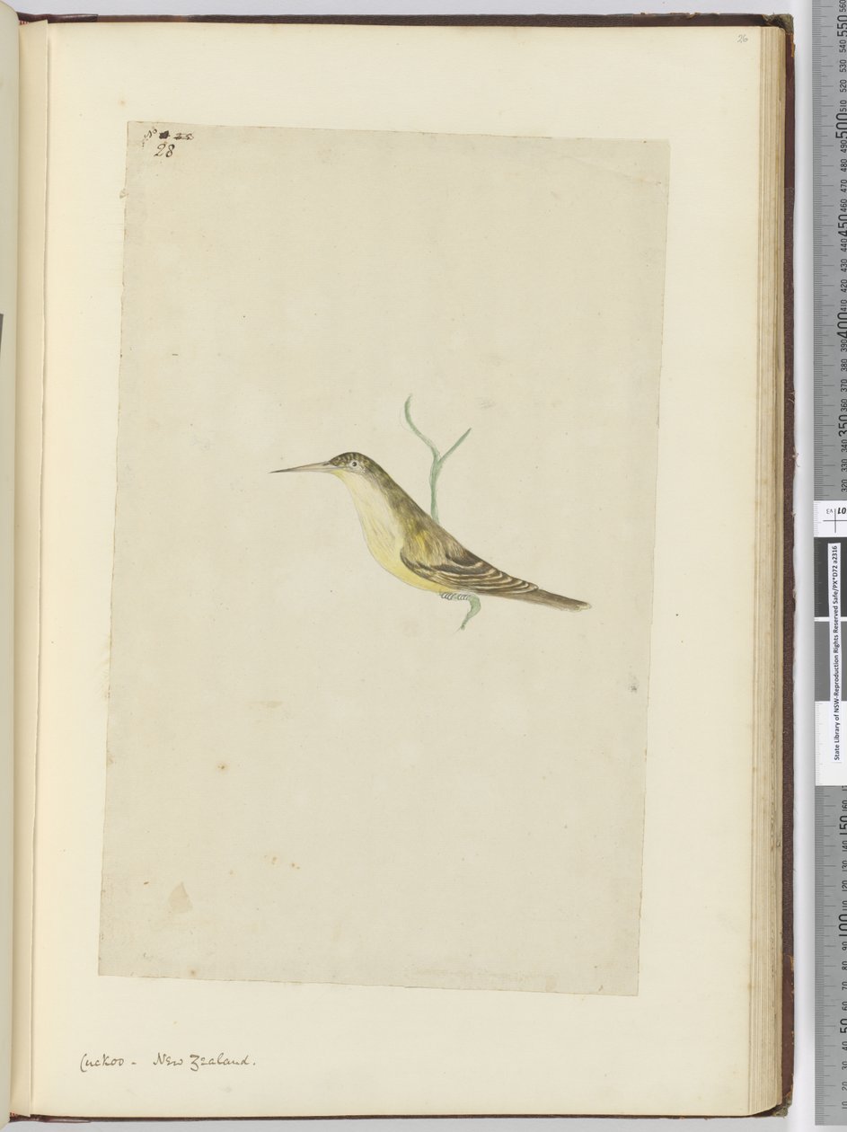 F.28 Guguk kuşu. Yeni Zelanda, 1772-75 (wc) by Isaac Smith