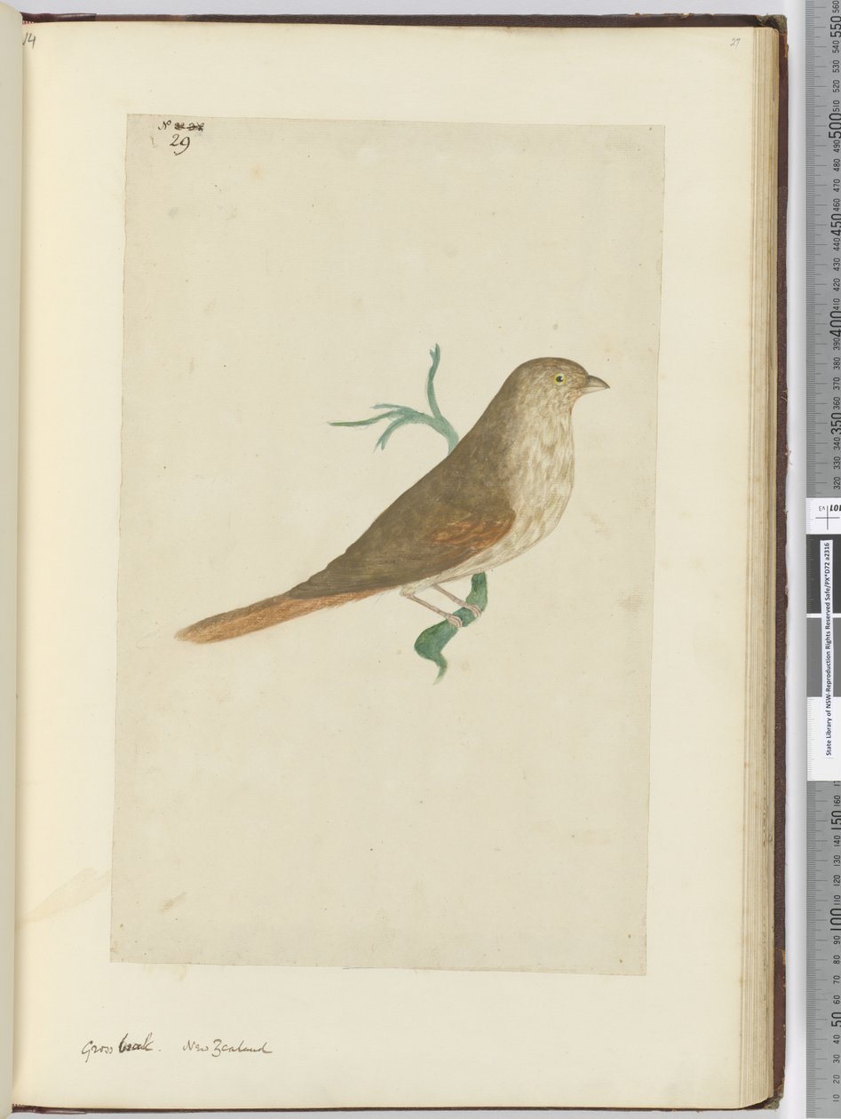 F.29 Brüt gaga. Yeni Zelanda, 1772-75 (wc) by Isaac Smith