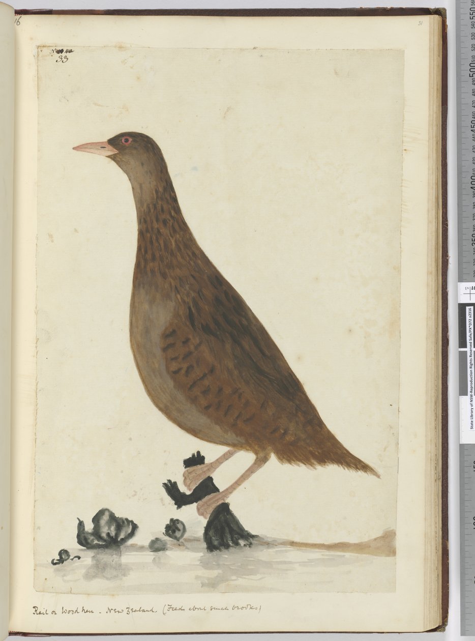F.33 Ray veya tahta tavuk. Yeni Zelanda. (Küçük derelerle ilgili yemler), 1772-75 (wc) by Isaac Smith