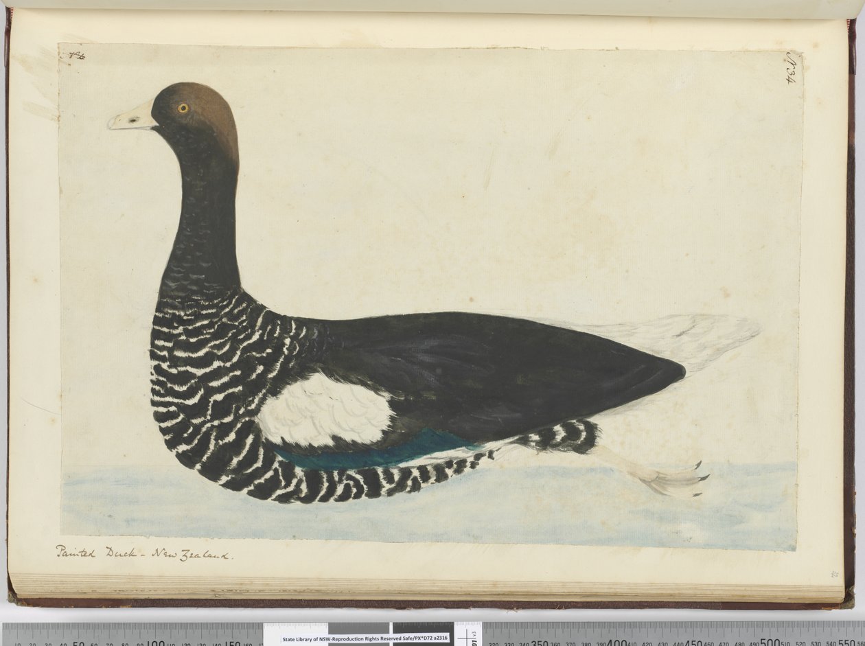 F.34 Boyalı ördek. Yeni Zelanda, 1772-75 (wc) by Isaac Smith