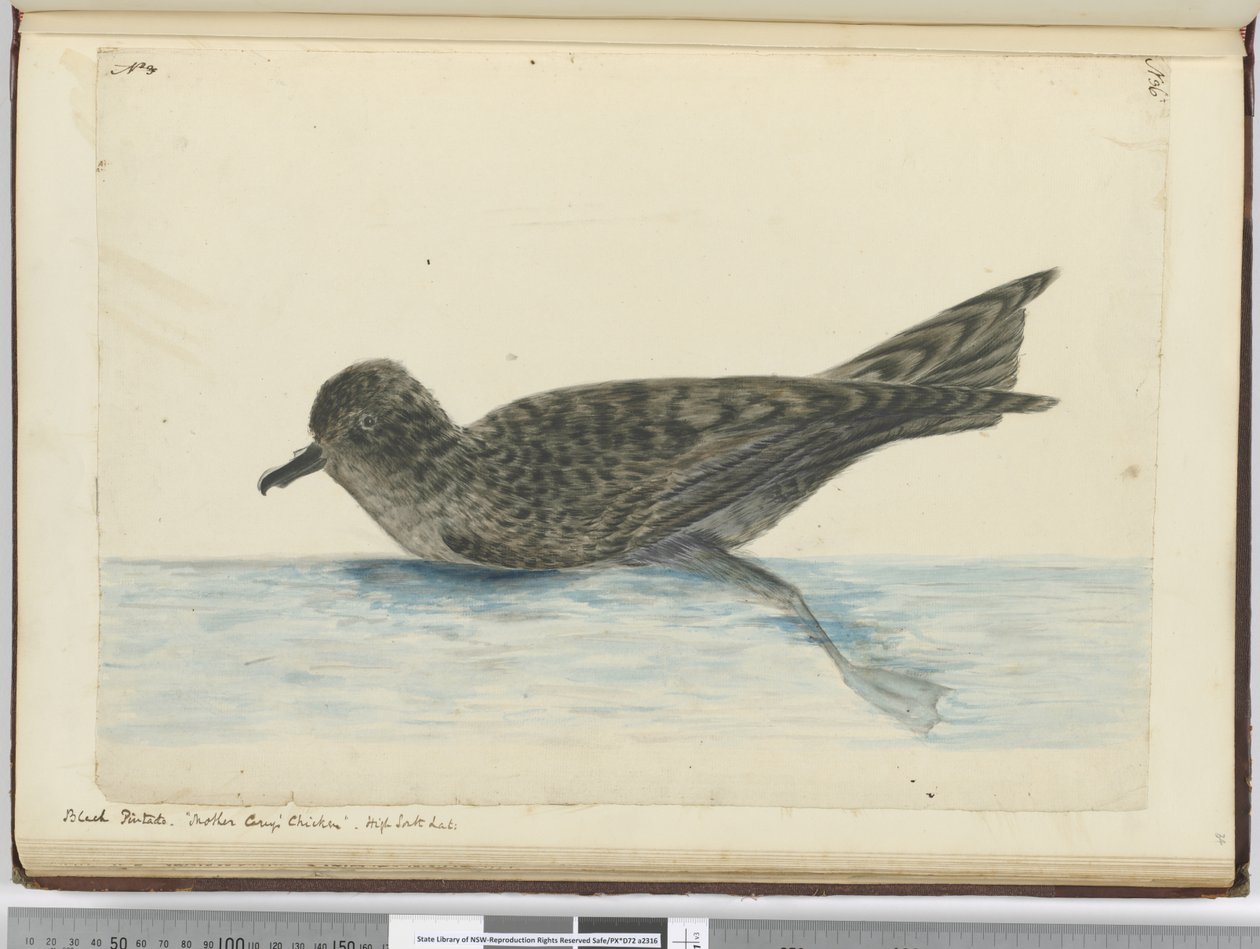F.36 Siyah pintado. Anne Careys Tavuğu. Yüksek güney enlem., 1772-75 (wc) by Isaac Smith