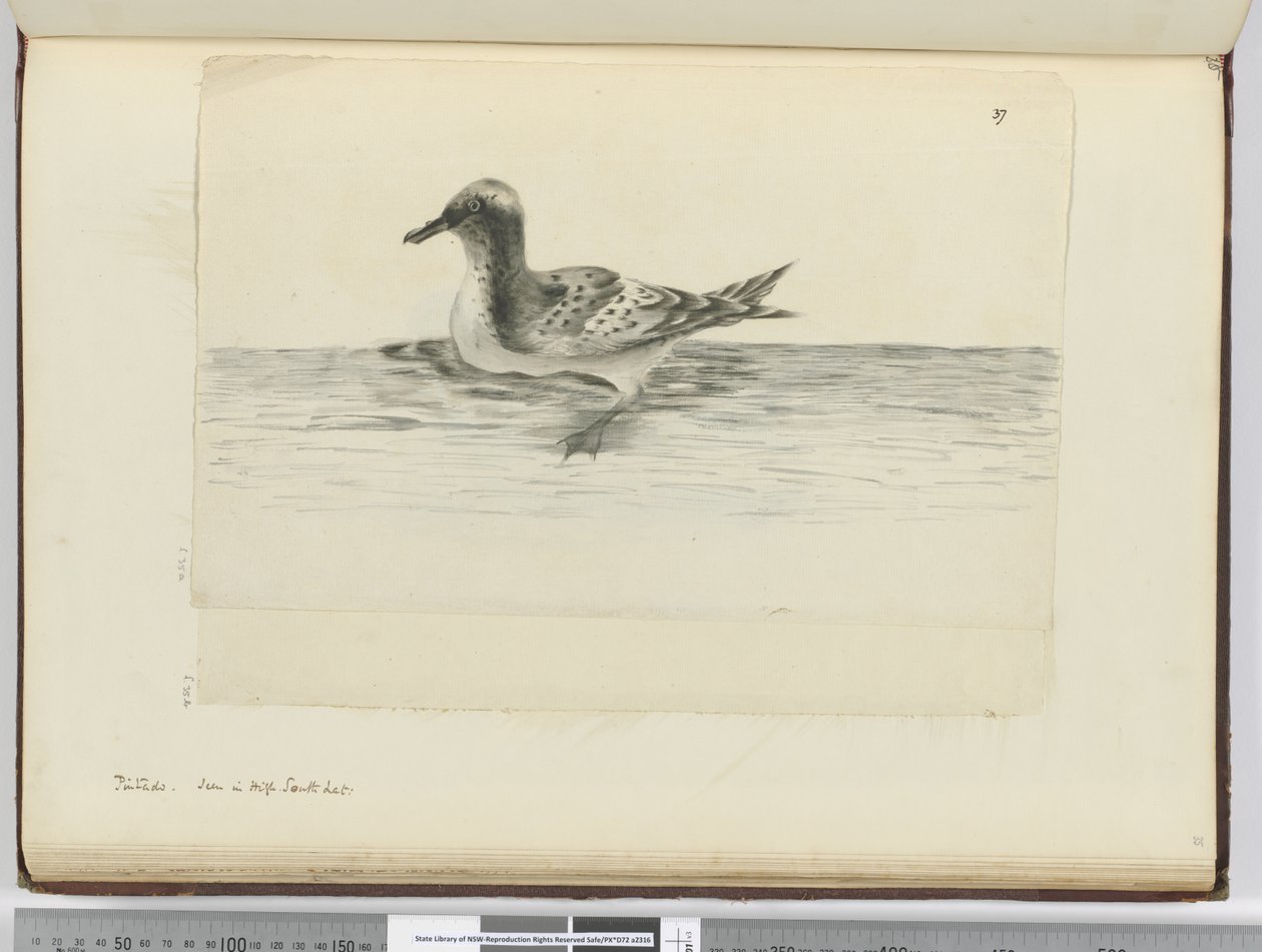 F.37a Pintado. Yüksek güney enleminde görüldü, 1772-75 (wc) by Isaac Smith
