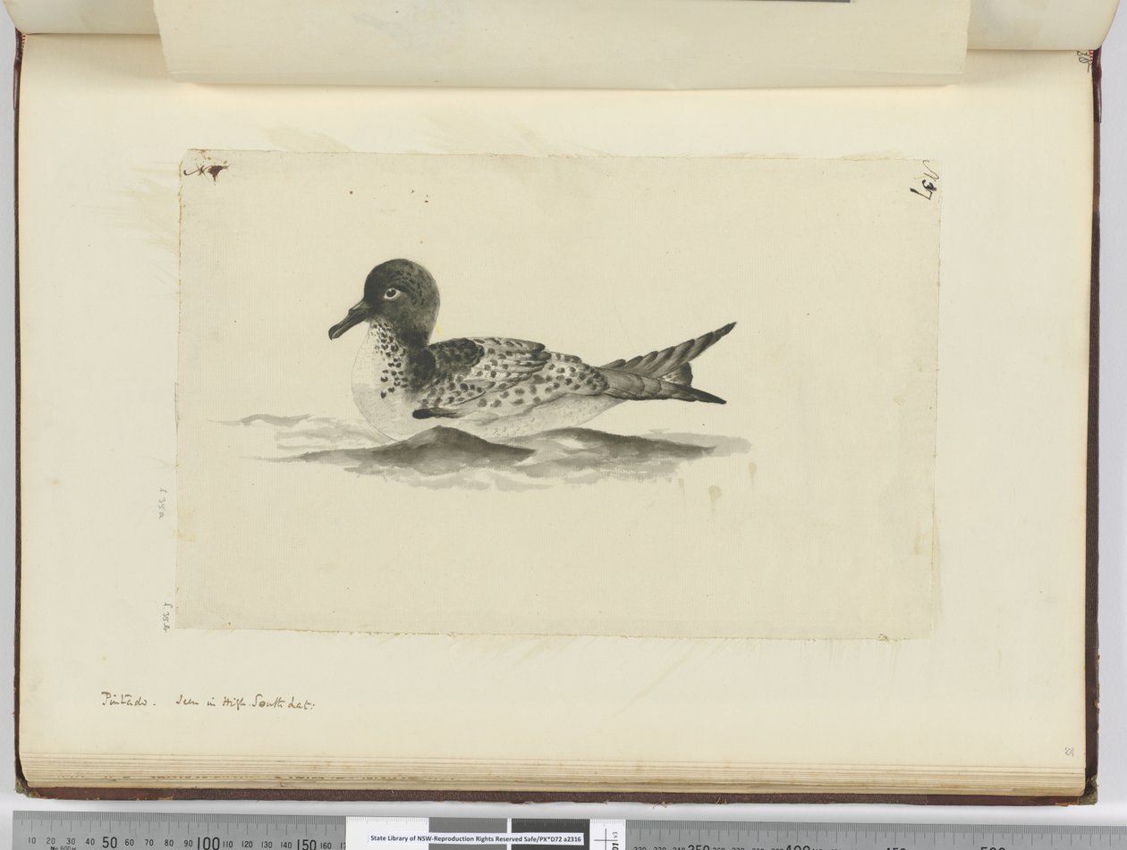 F.37b Pintado. Yüksek güney enleminde görüldü, 1772-75 (wc) by Isaac Smith