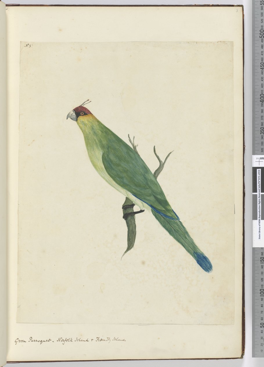F.3 Yeşil papağan. Norfolk Adası ve Dost Adalar, 1772-75 (wc) by Isaac Smith