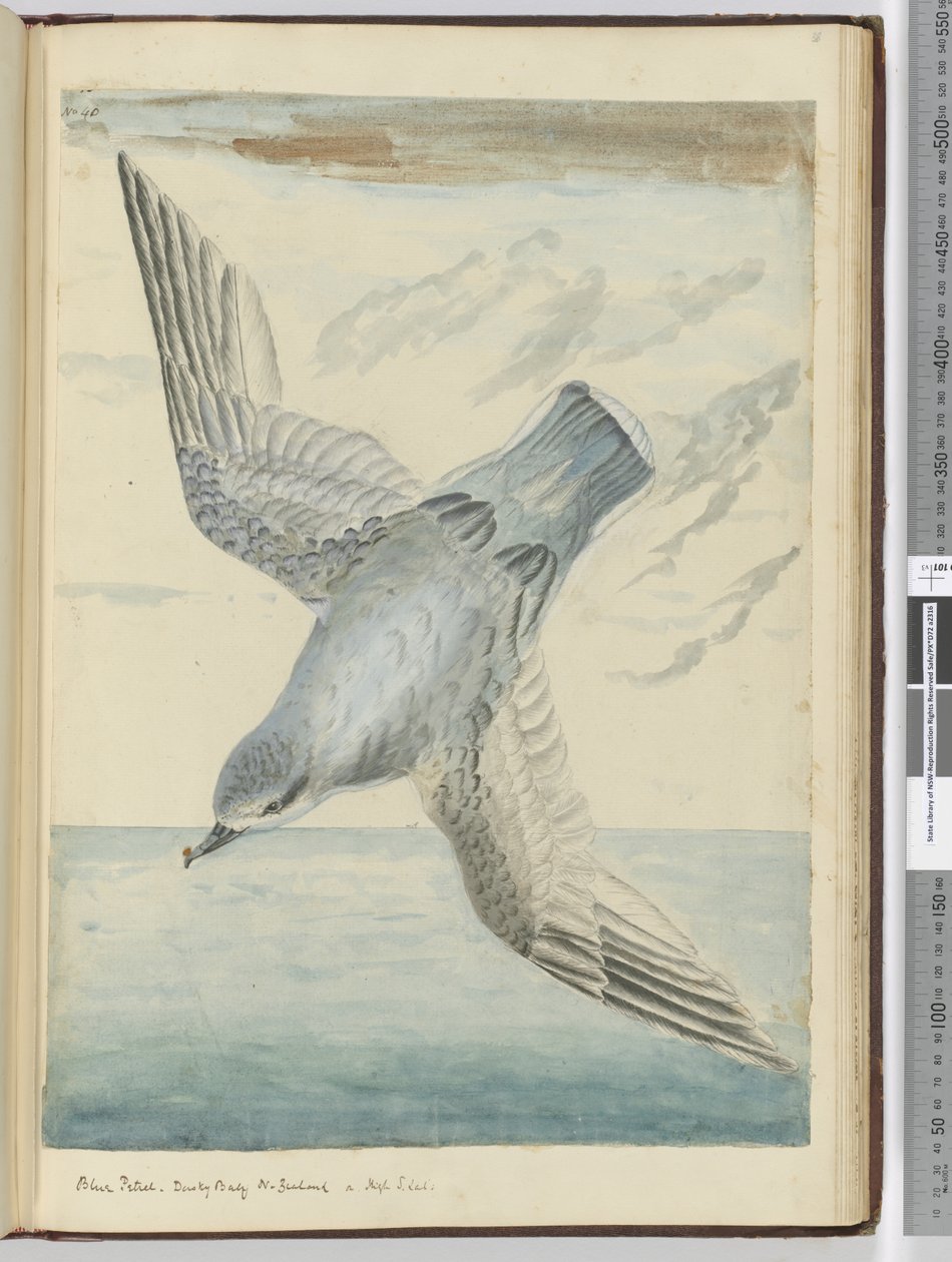 F.40 Mavi kuş. Dusky Bay Yeni Zelanda. Yüksek S. lat., 1772-75 (wc) by Isaac Smith