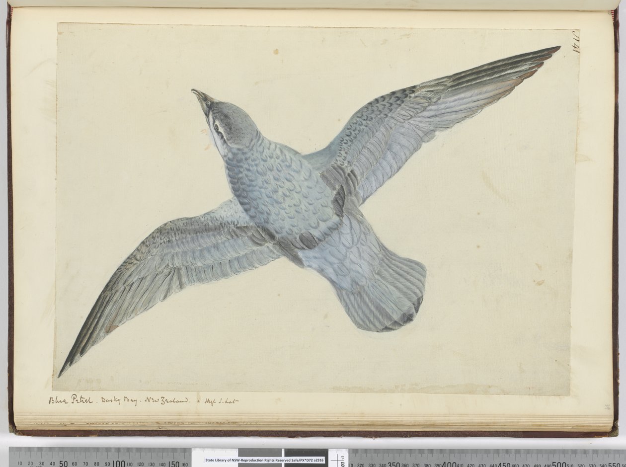 F.41 Mavi kuş. Dusky Bay Yeni Zelanda. Yüksek S. lat., 1772-75 (wc) by Isaac Smith