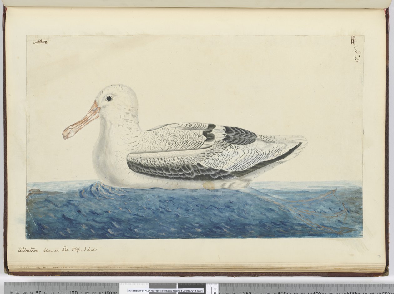 F.43 Albatros. Denizde görülen yüksek S. lat., 1772-75 (wc) by Isaac Smith