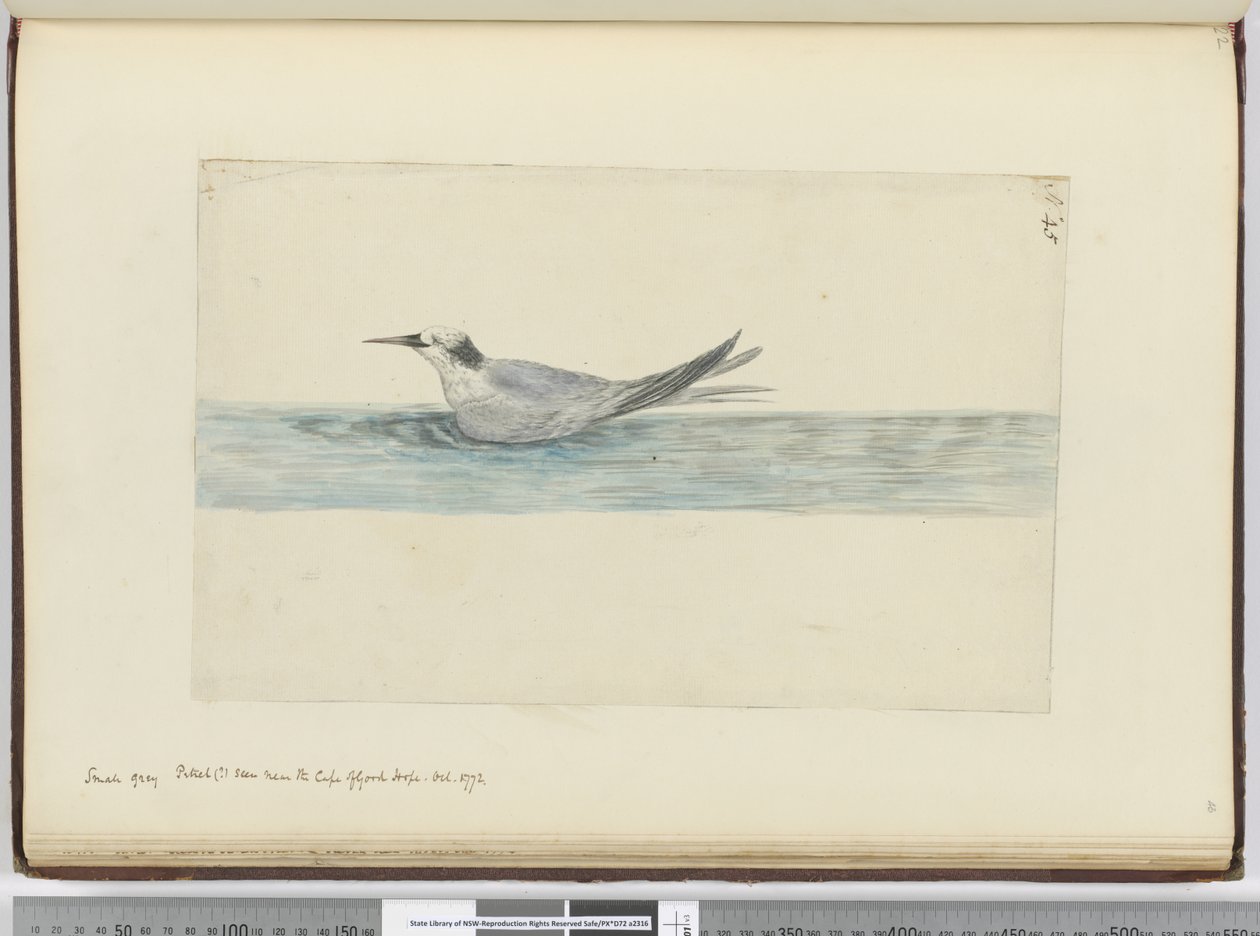 F.45 Ümit Burnu yakınında görülen küçük gri kuş (?). Ekim 1772, 1772-75 (wc) by Isaac Smith