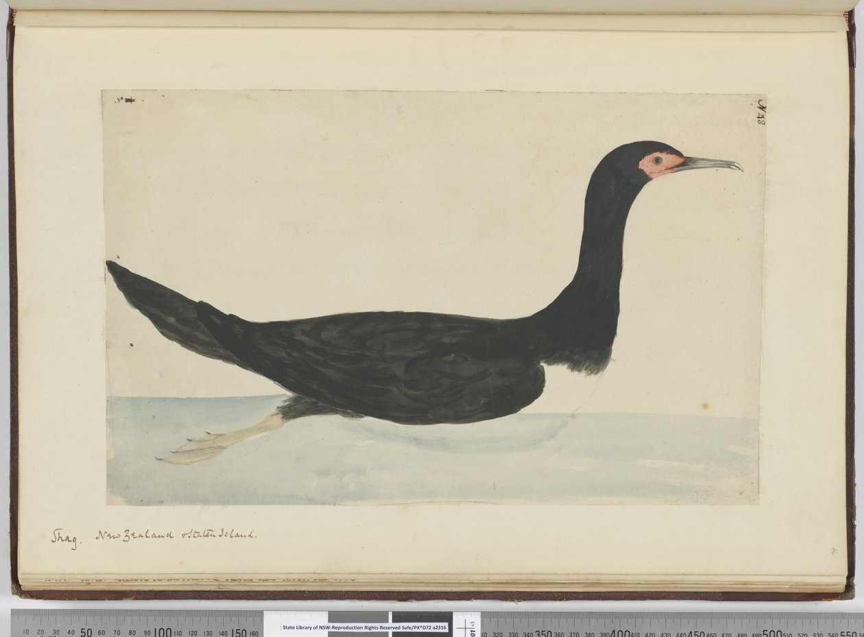 F.48 Sevişmek. Yeni Zelanda ve Staten Island, 1772-75 (wc) by Isaac Smith