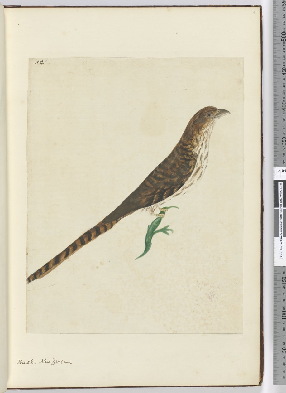 F.4 Şahin. Yeni Zelanda, 1772-75 (wc) by Isaac Smith
