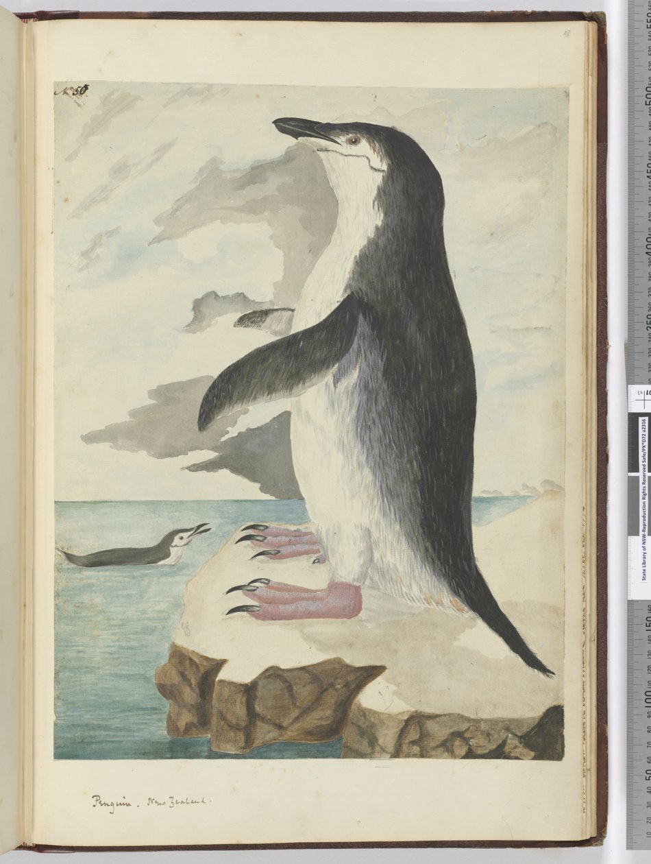 F.50 Penguen. Yeni Zelanda, 1772-75 (wc) by Isaac Smith