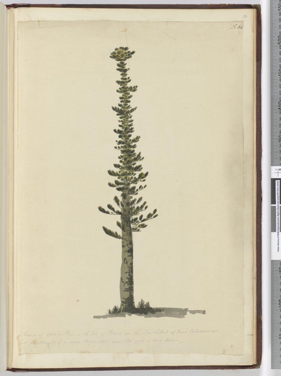 F.54 Yeni Kaledonya