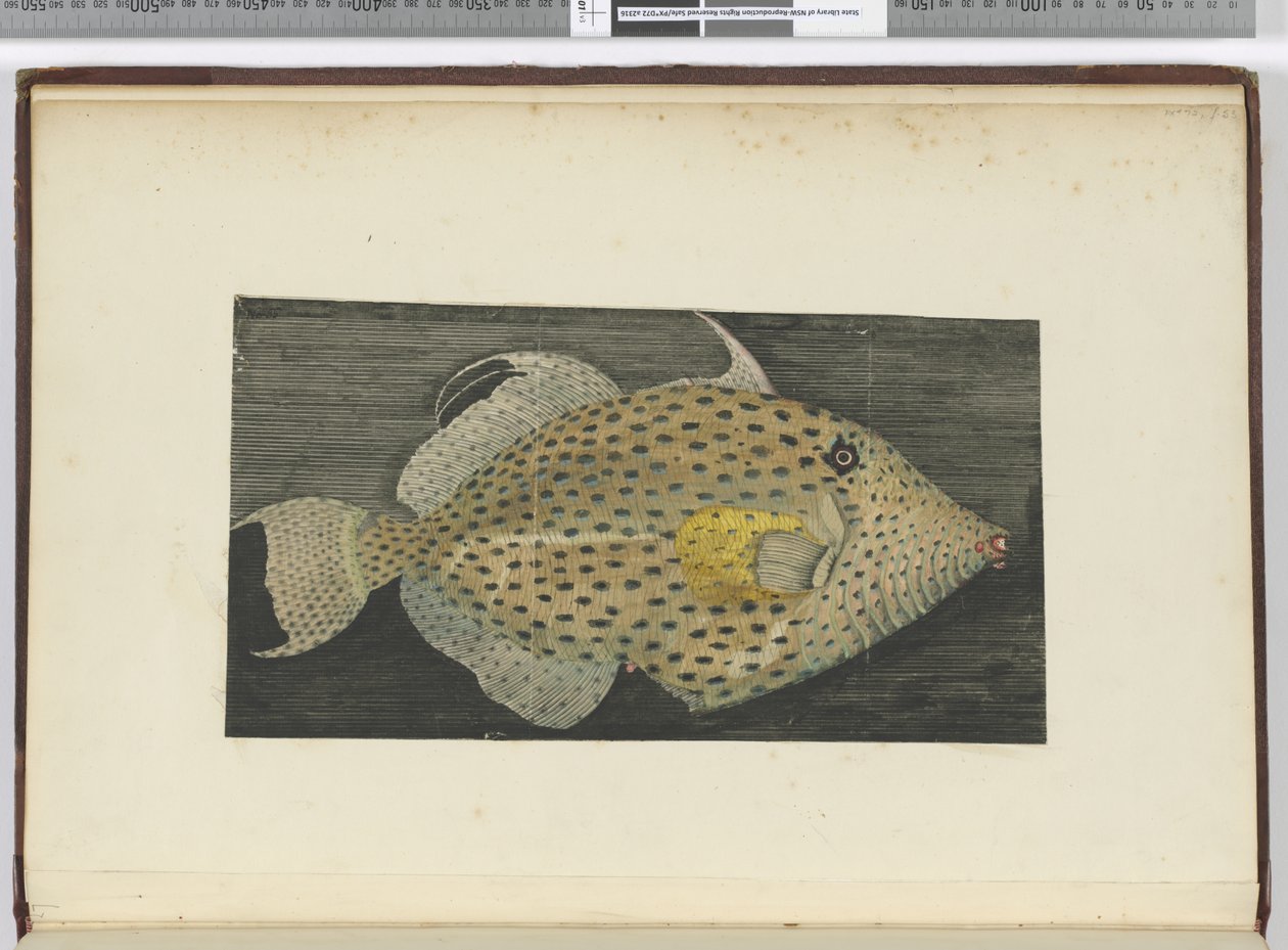 F.55 S. Jago