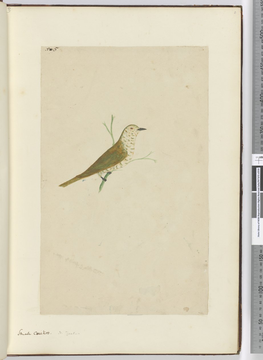 F.5 Küçük guguk kuşu. Yeni Zelanda, 1772-75 (wc) by Isaac Smith