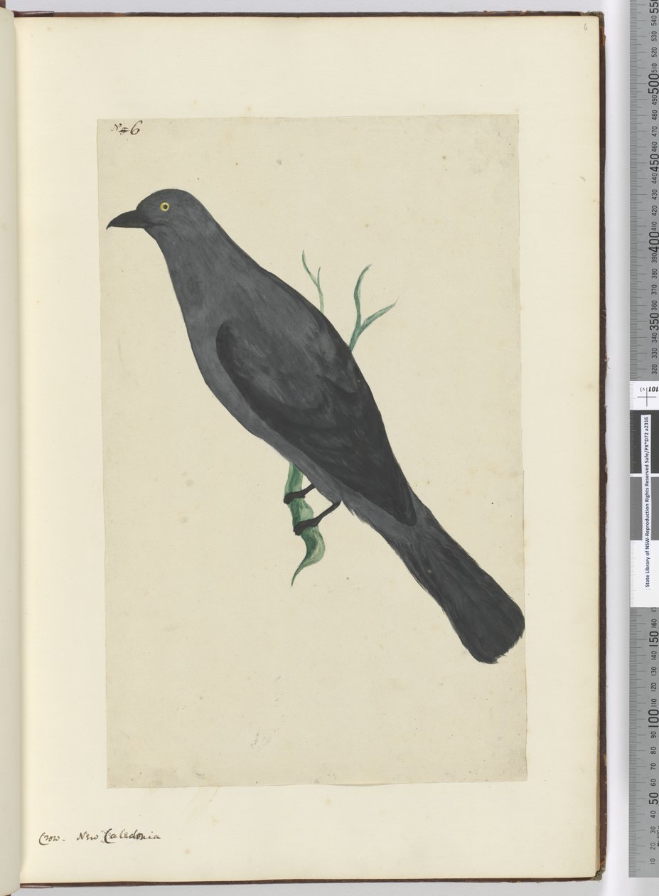 F.6 Karga. Yeni Kaledonya, 1772-75 (wc) by Isaac Smith