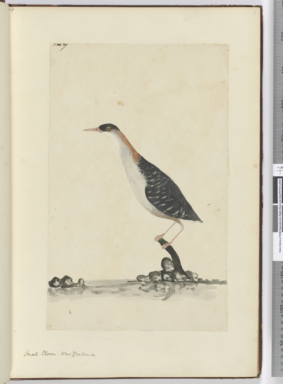 F.7 Küçük cılıbıt. Yeni Zelanda, 1772-75 (wc) by Isaac Smith