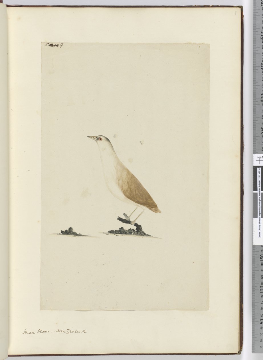 F.8 Küçük cılıbıt. Yeni Zelanda, 1772-75 (wc) by Isaac Smith