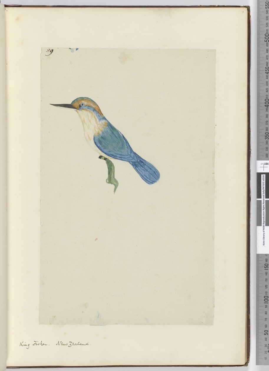F.9 Kral balıkçı. Yeni Zelanda, 1772-75 (wc) by Isaac Smith