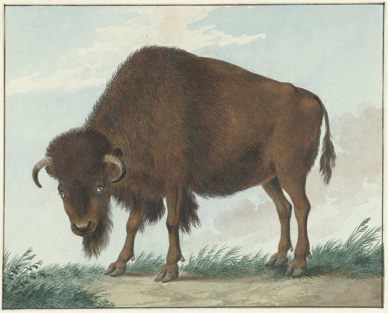 Bizon by Isaac van Haastert